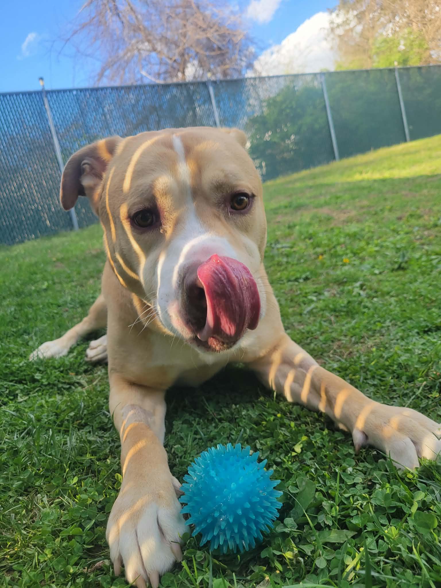 Enlarge Blu, a Adoptable mixed breed in Lock Haven, PA image 2/3