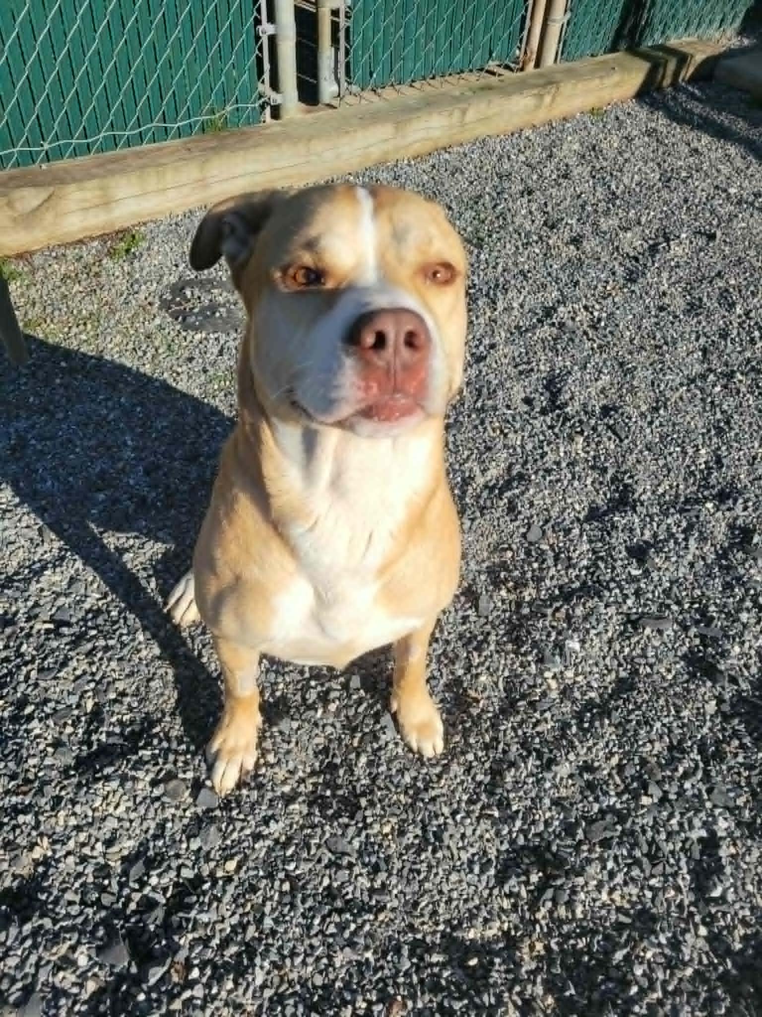 Blu, Adoptable, Adult Male Labrador Retriever & Husky.