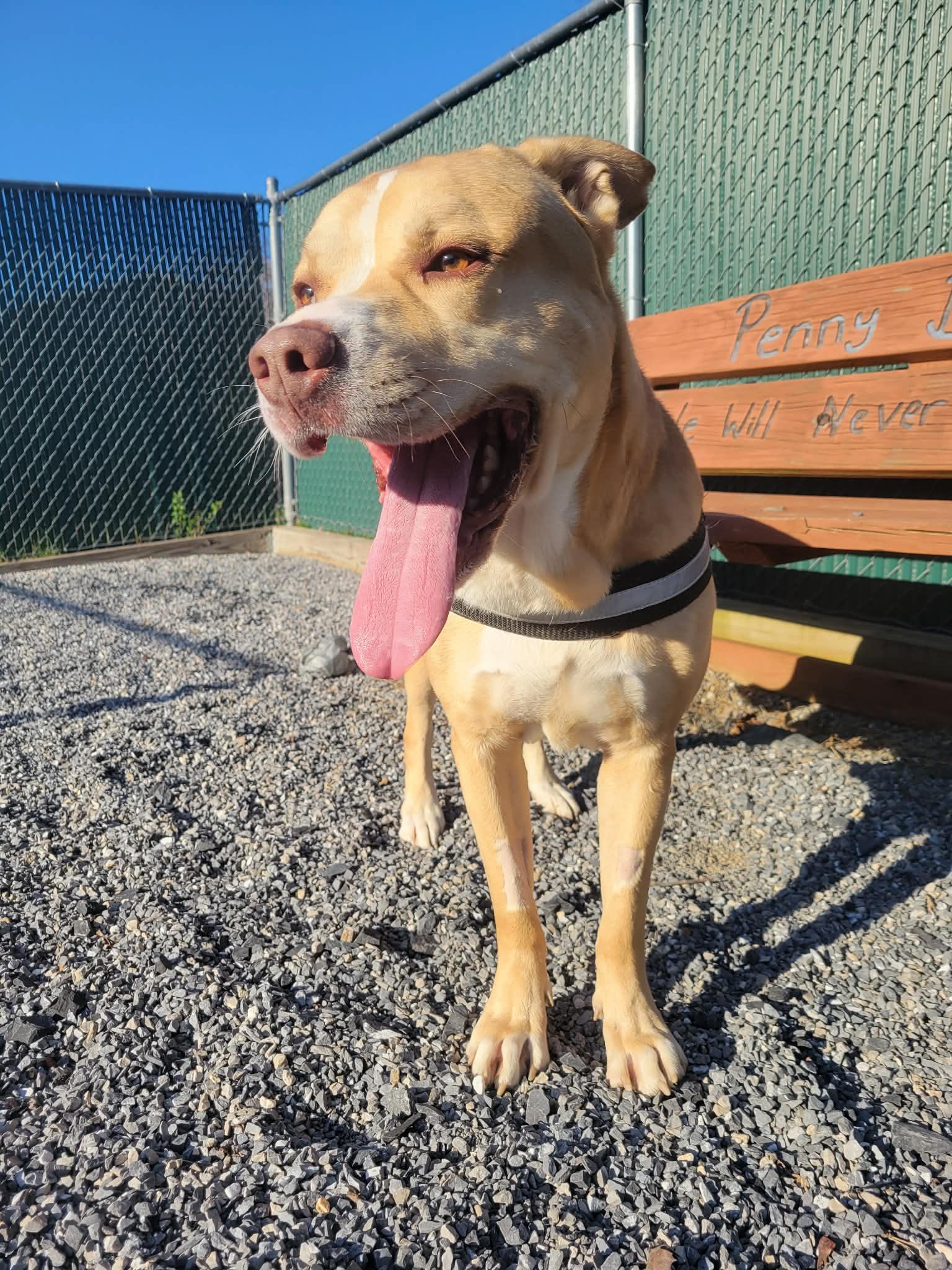 Enlarge Blu, a Adoptable mixed breed in Lock Haven, PA image 3/3