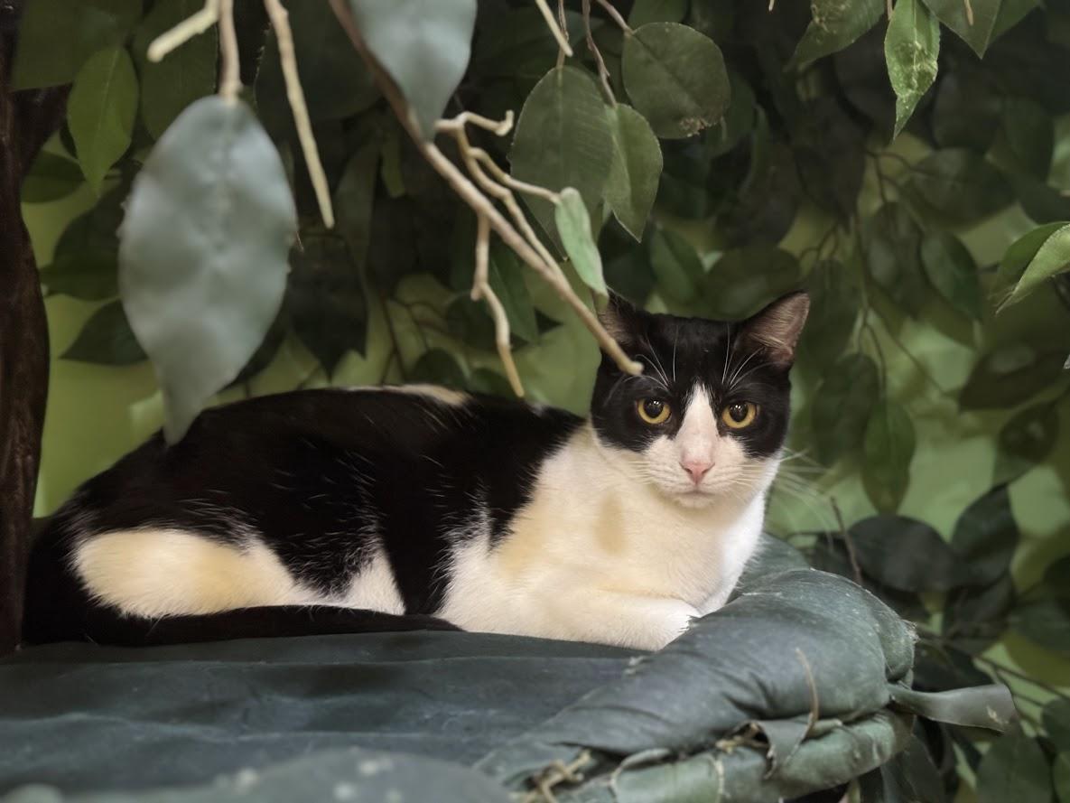 Robin, Adoptable, Adult Female Domestic Short Hair.