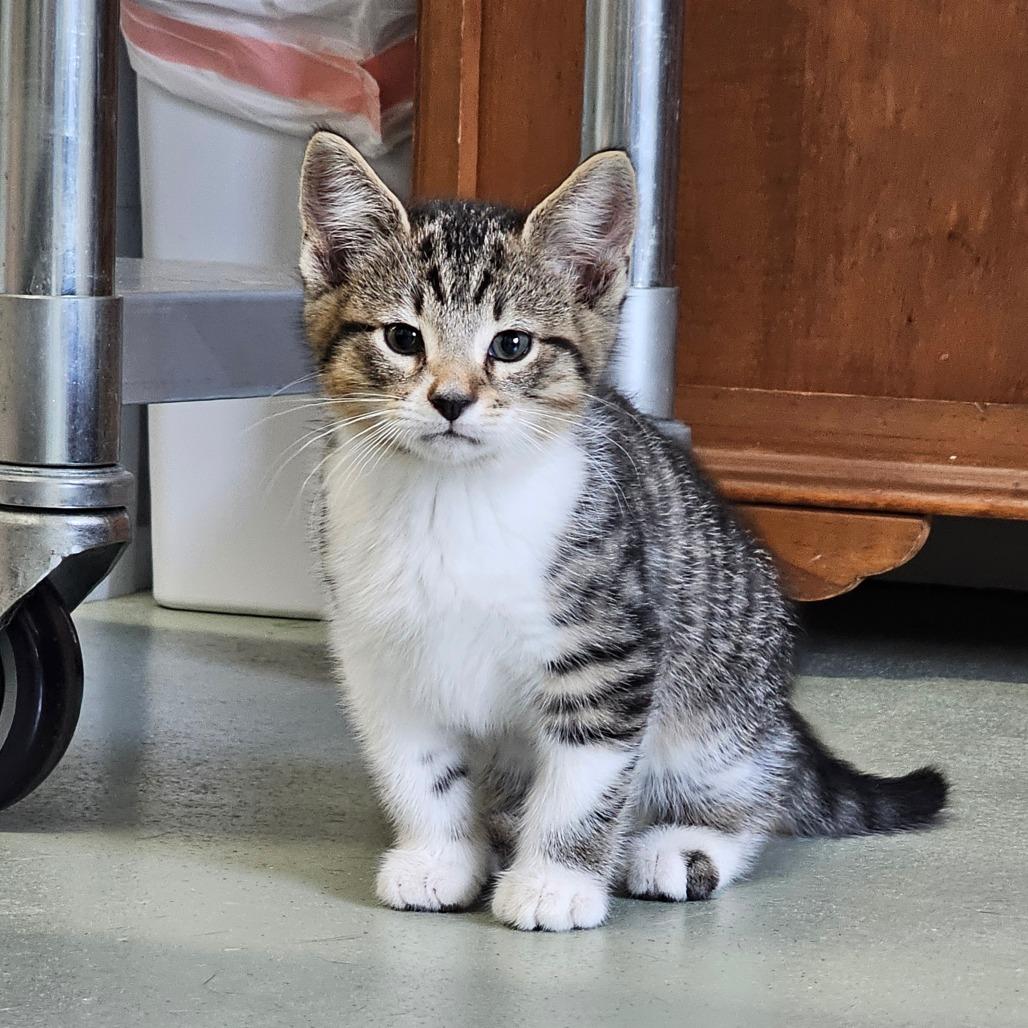 Cornell, ADOPTABLE, Kitten Male Domestic Short Hair.