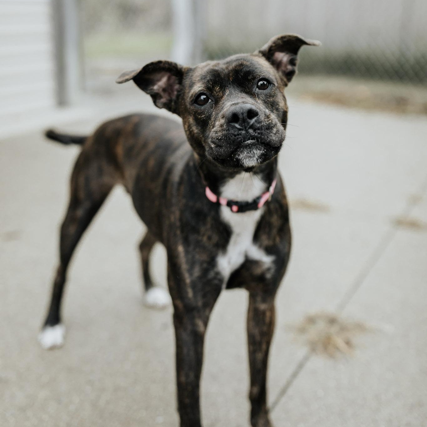 Molly, a Adoptable Mixed Breed in Saint Marys, PA image 1/3