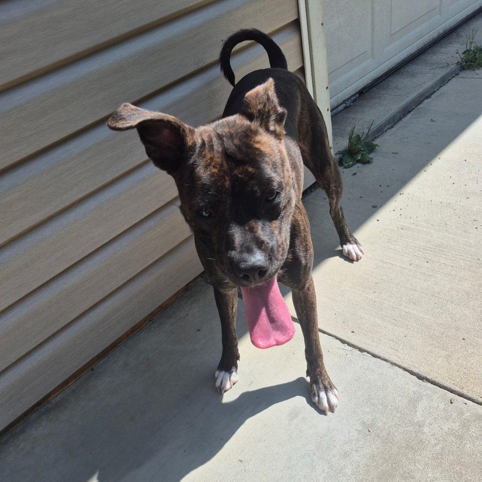 Molly, a Adoptable Mixed Breed in Saint Marys, PA image 2/3