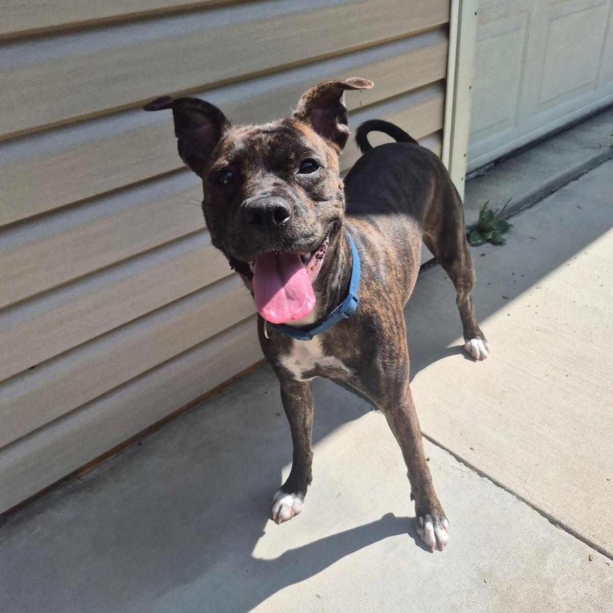 Molly, a Adoptable Mixed Breed in Saint Marys, PA image 3/3
