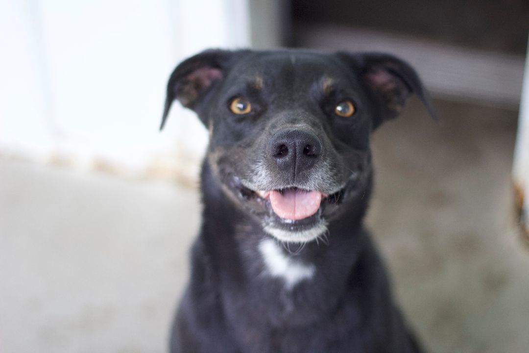 Enlarge Luke, a Adoptable mixed breed in Ottumwa, IA image 7/9