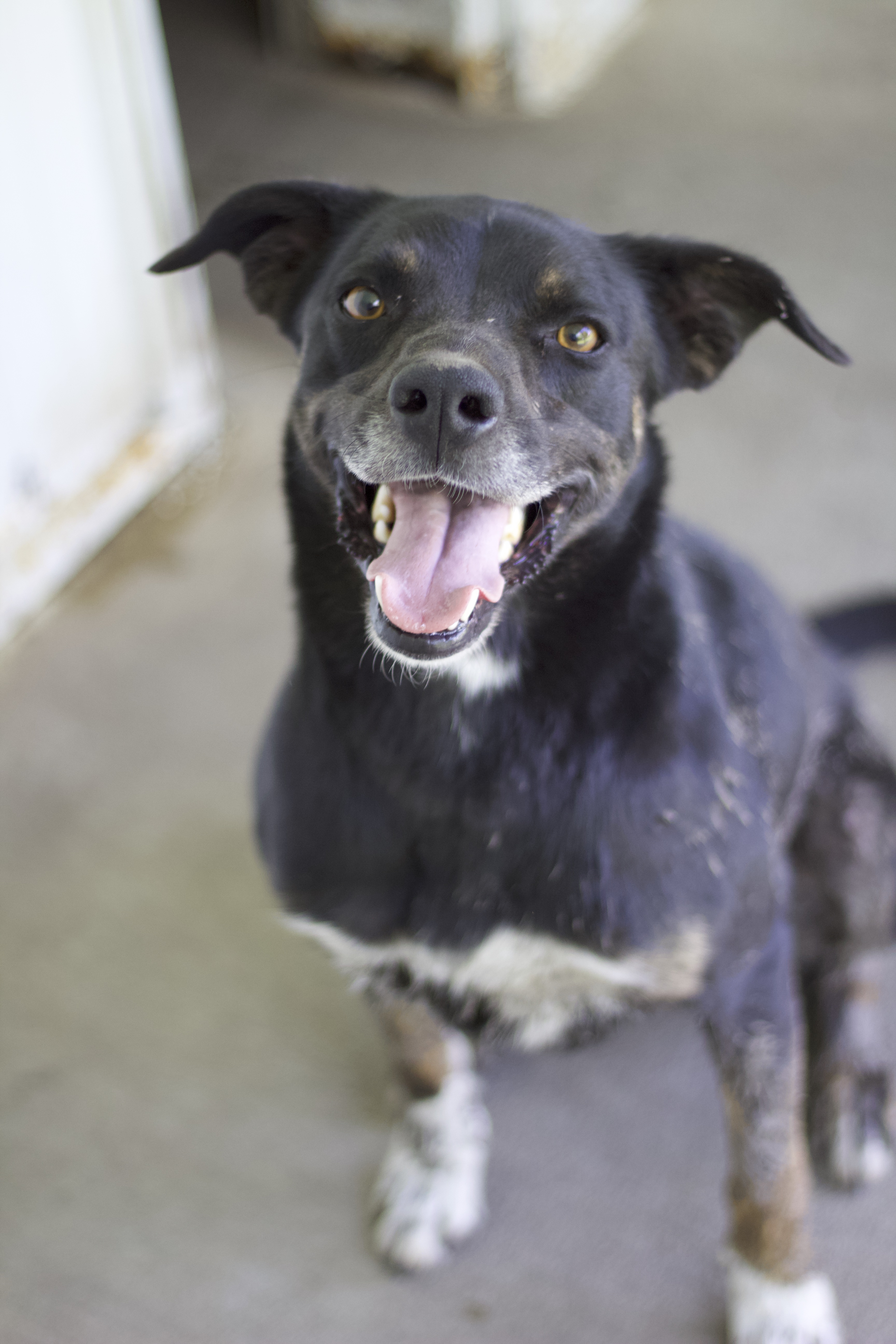 Enlarge Luke, a Adoptable mixed breed in Ottumwa, IA image 9/9