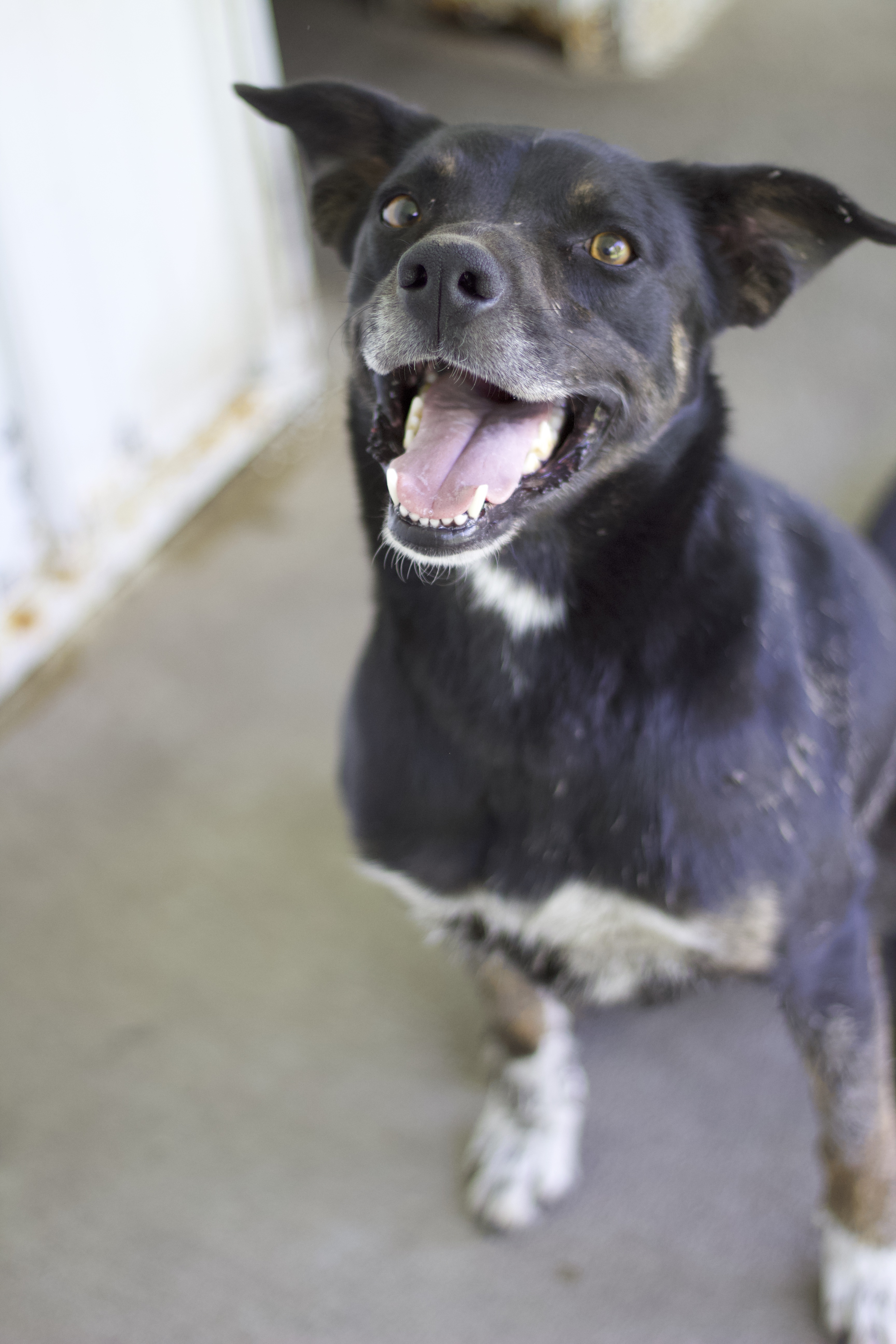 Luke, a Adoptable mixed breed in Ottumwa, IA image 1/9