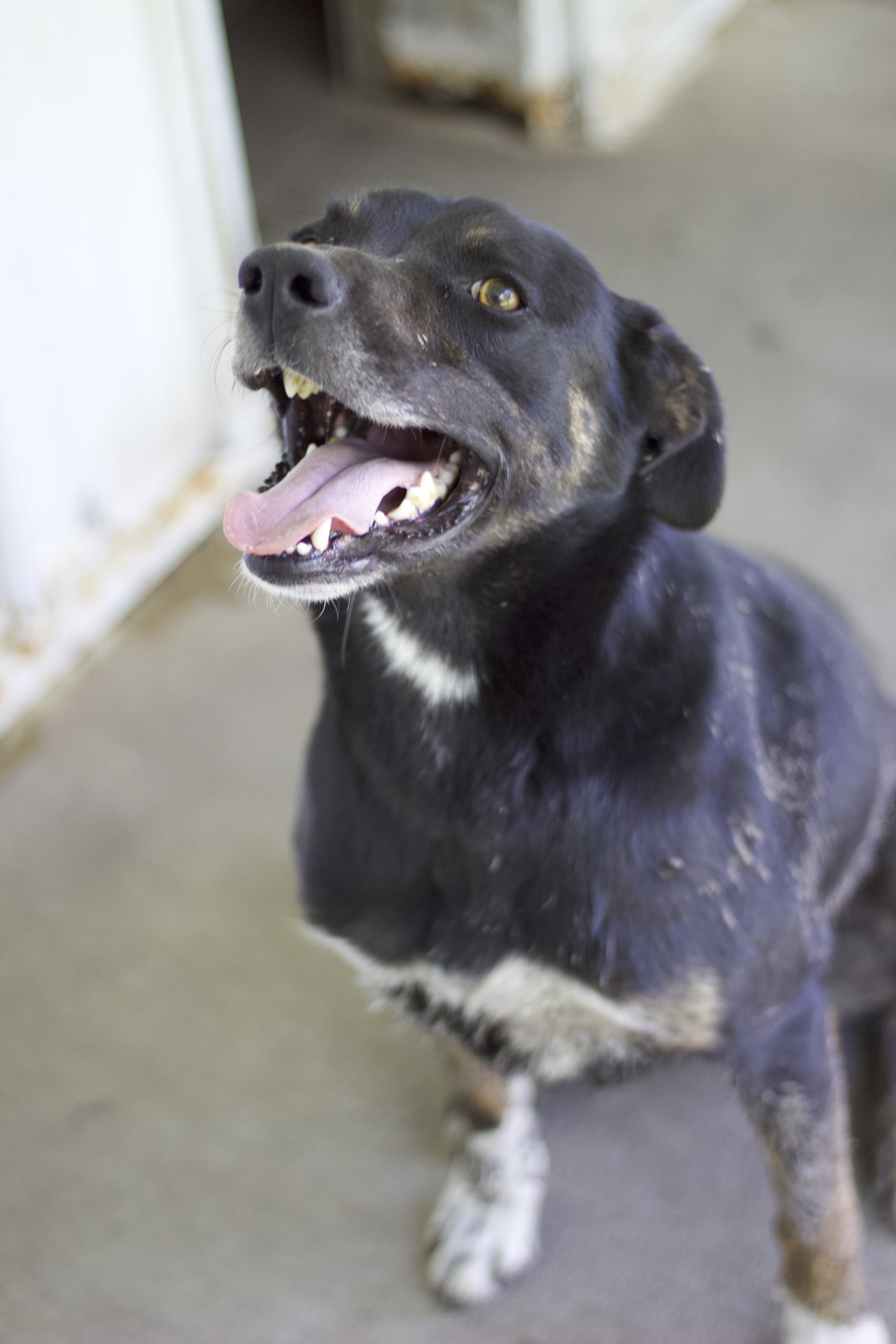 Enlarge Luke, a Adoptable mixed breed in Ottumwa, IA image 8/9