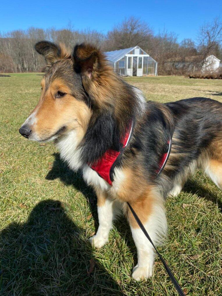 Enlarge Applejack (ADOPTED), a Adopted Shetland Sheepdog / Sheltie in New Castle, PA image 1/5