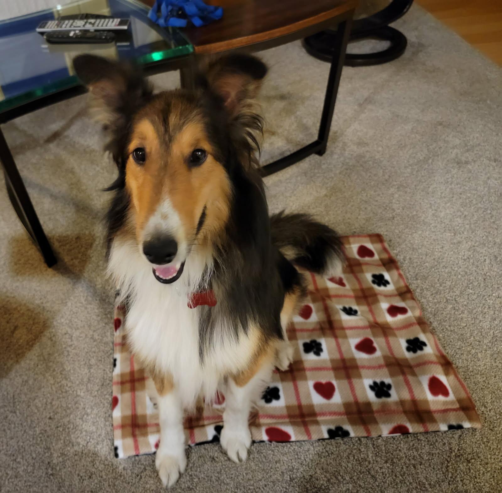 Enlarge Applejack (ADOPTED), a Adopted Shetland Sheepdog / Sheltie in New Castle, PA image 2/5