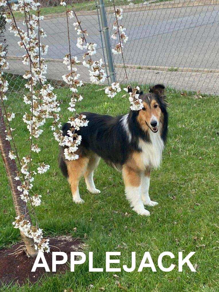 Enlarge Applejack (ADOPTED), a Adopted Shetland Sheepdog / Sheltie in New Castle, PA image 3/5