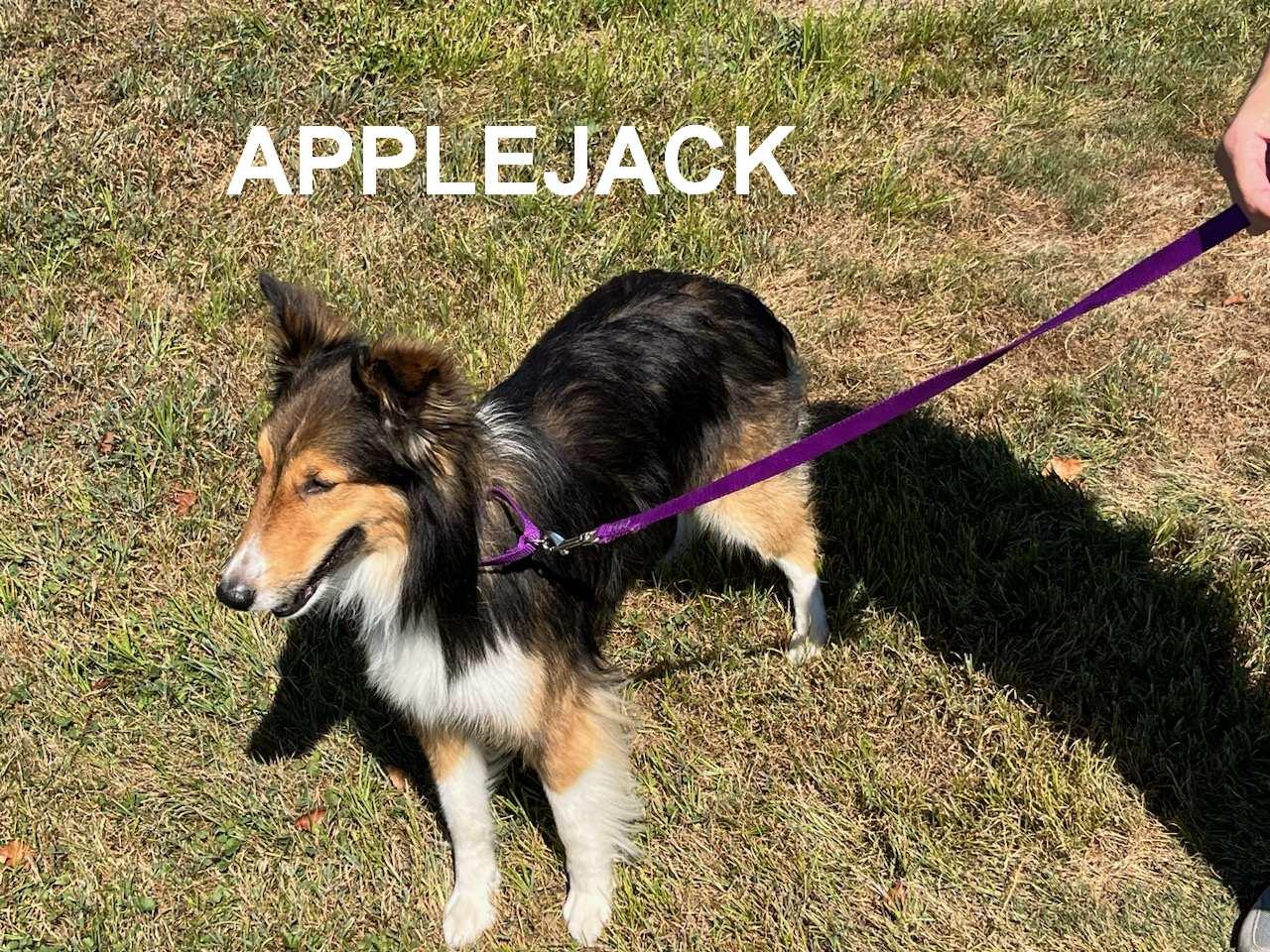 Enlarge Applejack (ADOPTED), a Adopted Shetland Sheepdog / Sheltie in New Castle, PA image 4/5