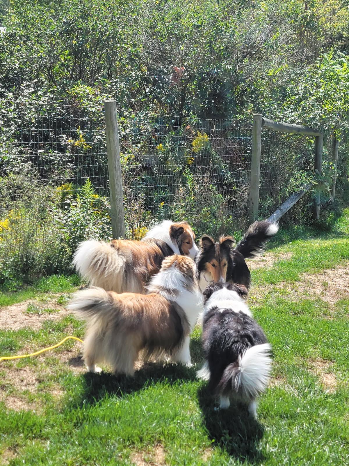 Enlarge Applejack (ADOPTED), a Adopted Shetland Sheepdog / Sheltie in New Castle, PA image 5/5