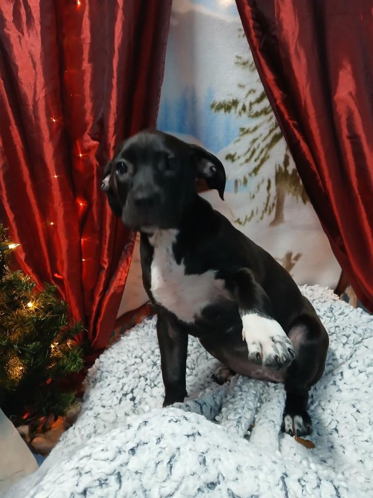 Enlarge Tara, a Adoptable mixed breed in Seven Points, TX image 1/2