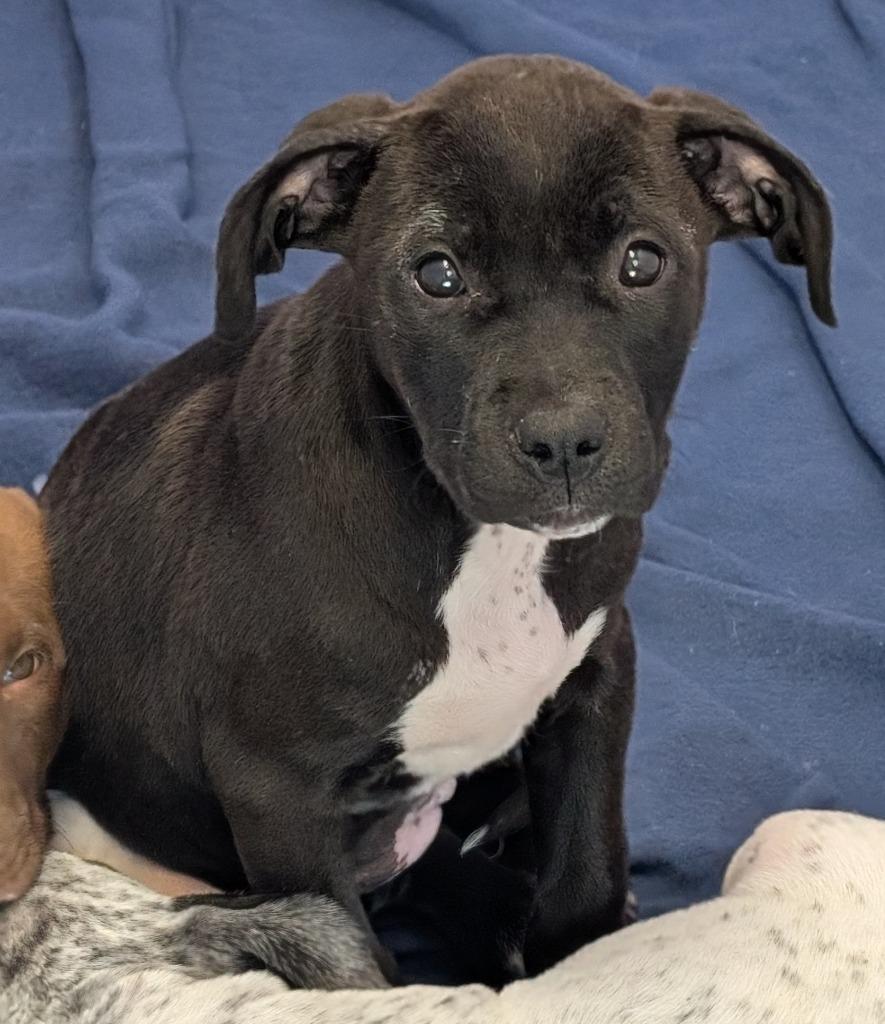 Enlarge Tara, a Adoptable mixed breed in Seven Points, TX image 2/2