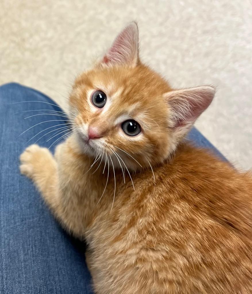 Ginger Billy, a Adoptable Tabby in Nacogdoches, TX image 1/2