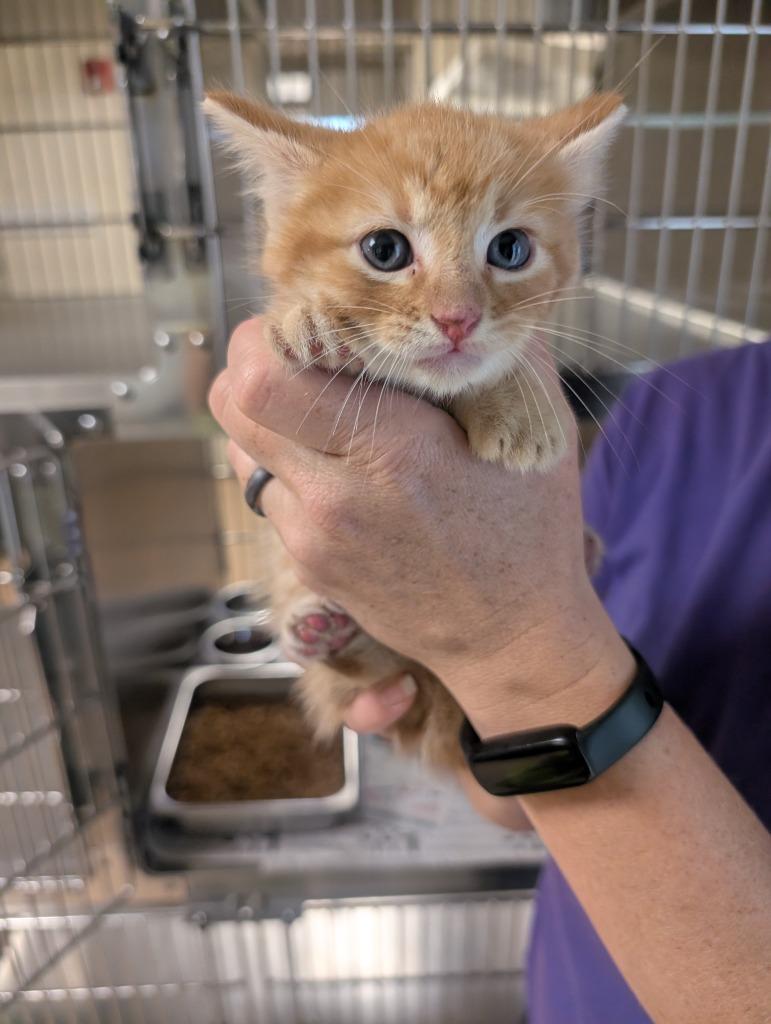 Ginger Billy, a Adoptable Tabby in Nacogdoches, TX image 2/2
