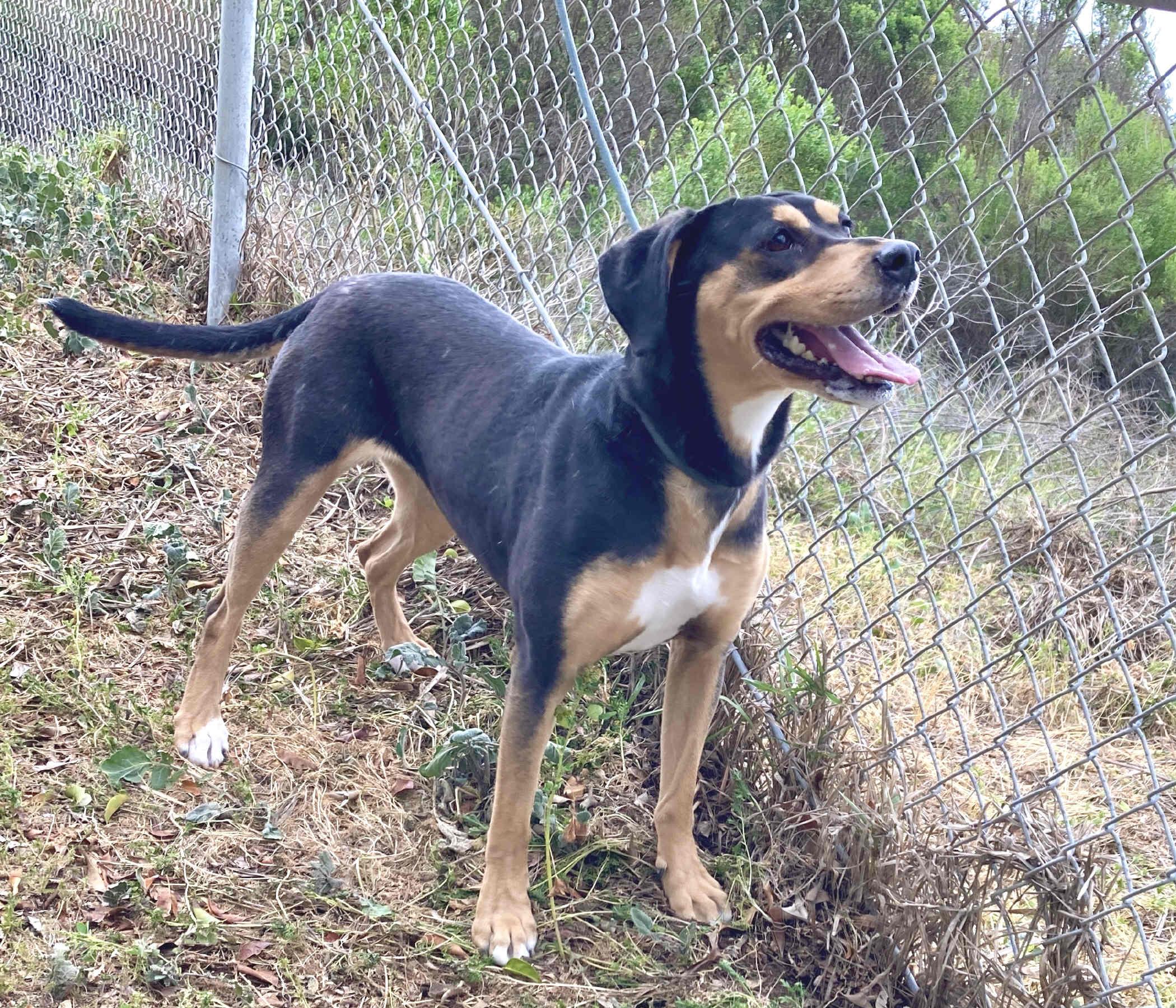 Dixie 5