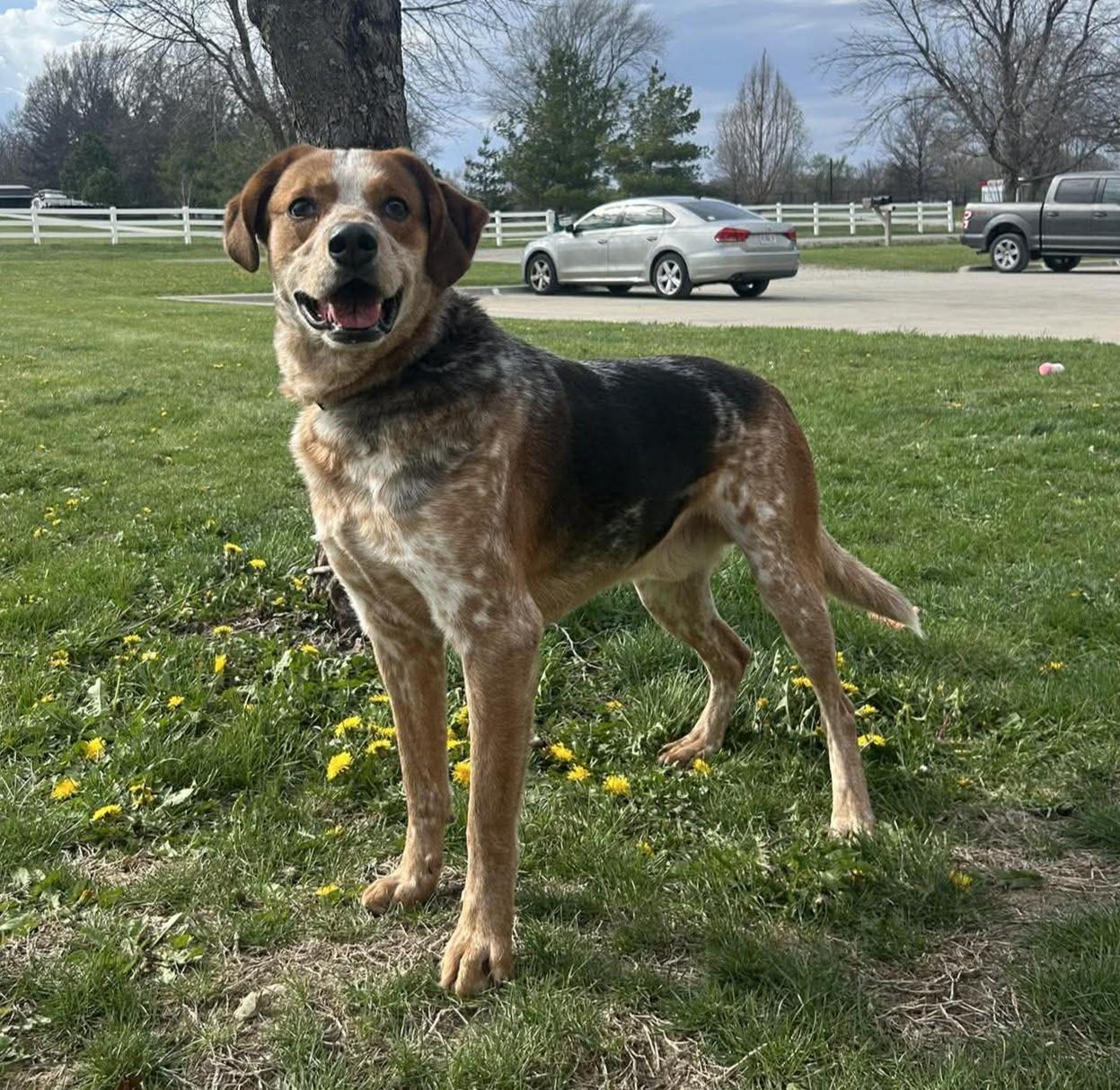 Enlarge Tank, a Adoptable mixed breed in Maryville, MO image 3/5