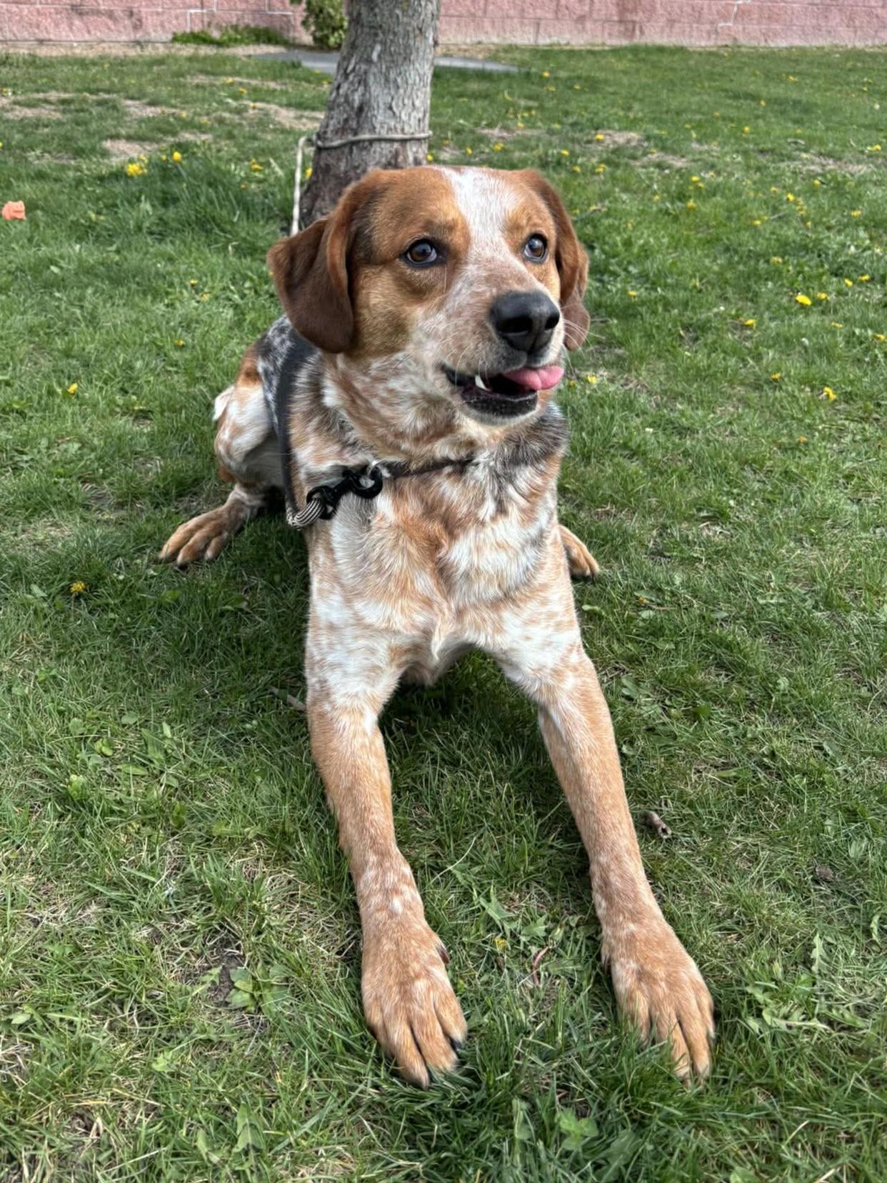 Enlarge Tank, a Adoptable mixed breed in Maryville, MO image 5/5