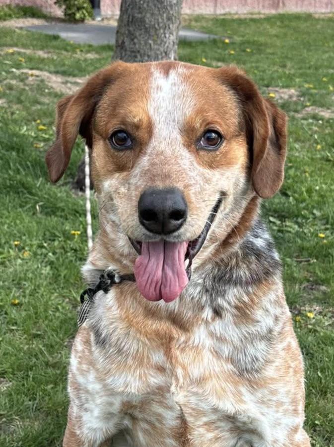 Enlarge Tank, a Adoptable mixed breed in Maryville, MO image 1/5