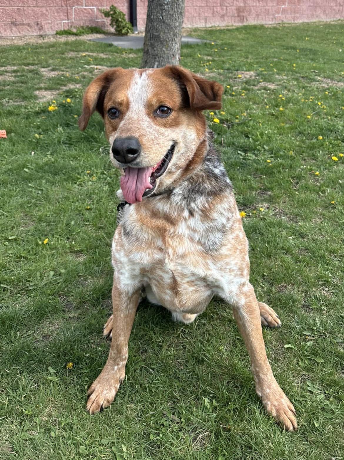 Enlarge Tank, a Adoptable mixed breed in Maryville, MO image 2/5