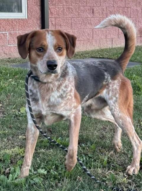 Enlarge Tank, a Adoptable mixed breed in Maryville, MO image 2/3
