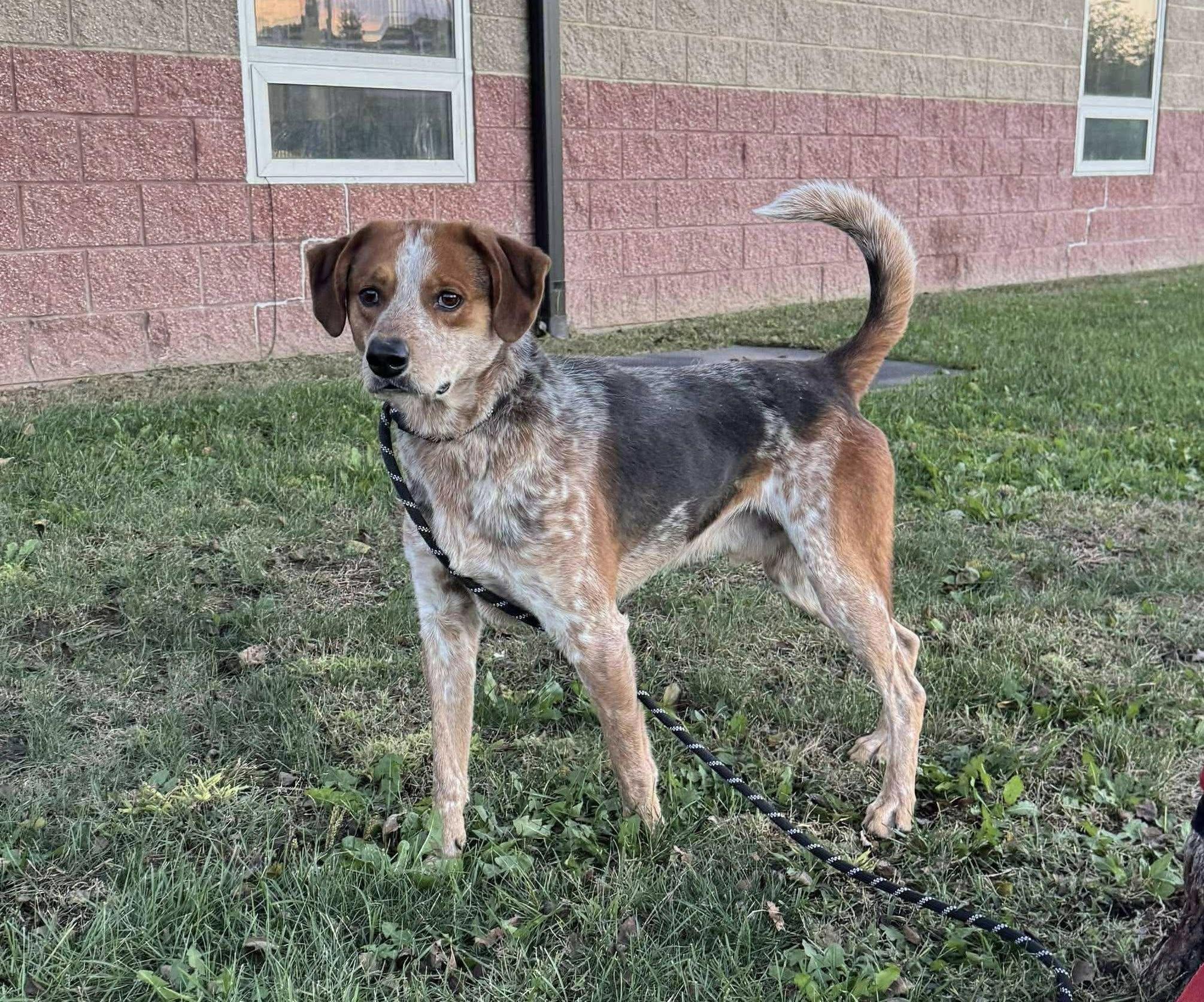 Enlarge Tank, a Adoptable mixed breed in Maryville, MO image 3/3