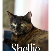 Enlarge Shellie, a Adoptable Domestic Short Hair in Desert Hot Springs, CA image 1/2