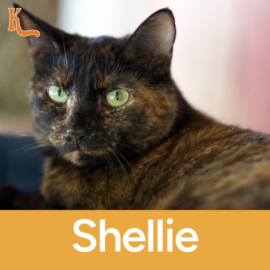 Enlarge Shellie, a Adoptable Domestic Short Hair in Desert Hot Springs, CA image 2/2