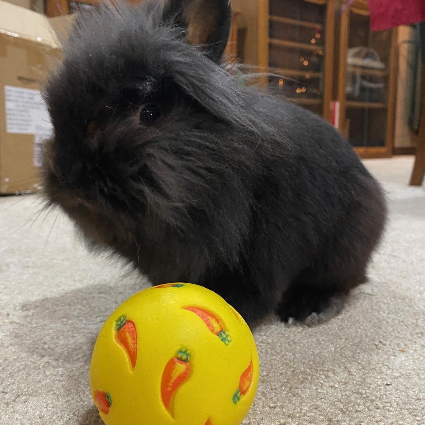 Musafa, a Adoptable Lionhead in Edina, MN image 2/4