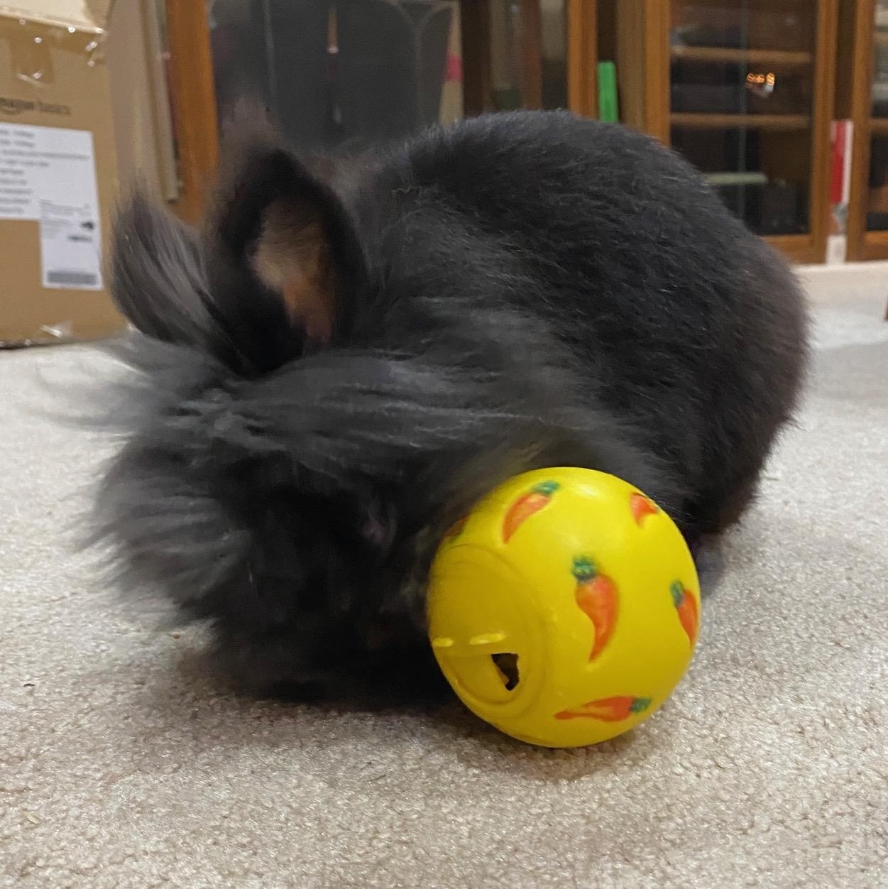 Musafa, a Adoptable Lionhead in Edina, MN image 3/4