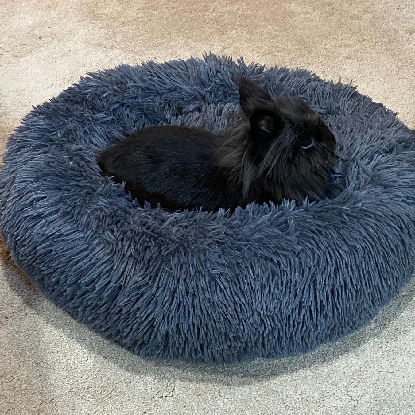 Musafa, a Adoptable Lionhead in Edina, MN image 4/4