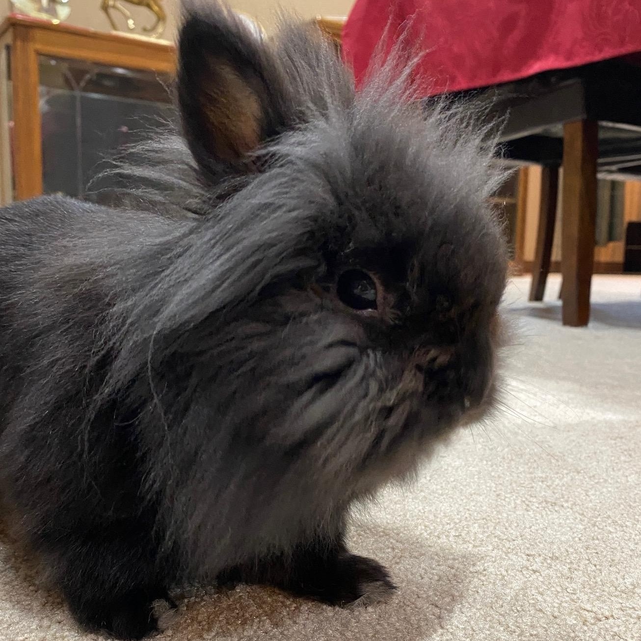 Musafa, Adoptable, Adult Male Lionhead.