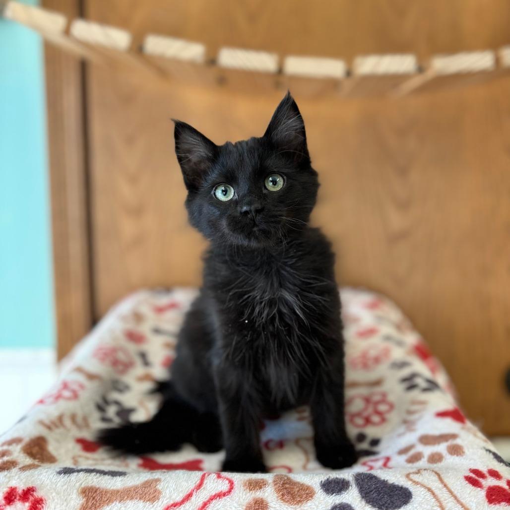 Cartier--In Foster, Adoptable, Kitten Female Domestic Medium Hair.