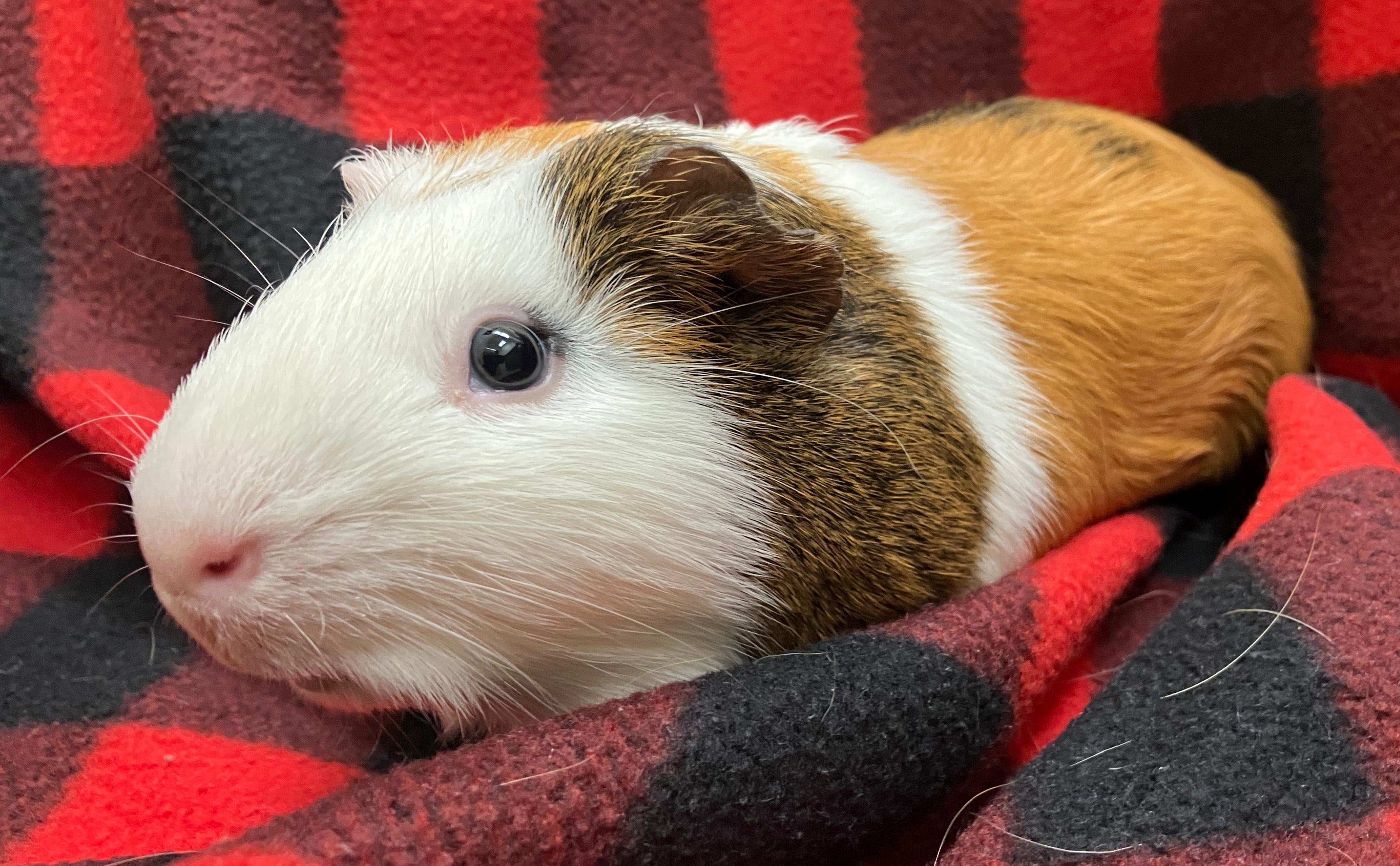 Ernest & Everett, an adopted Guinea Pig in Oshkosh, WI image 6/6