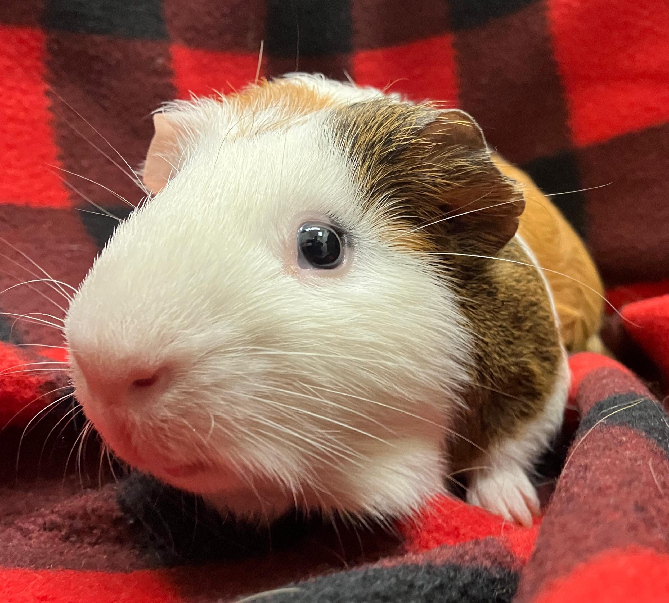 Ernest & Everett, an adopted Guinea Pig in Oshkosh, WI image 5/6