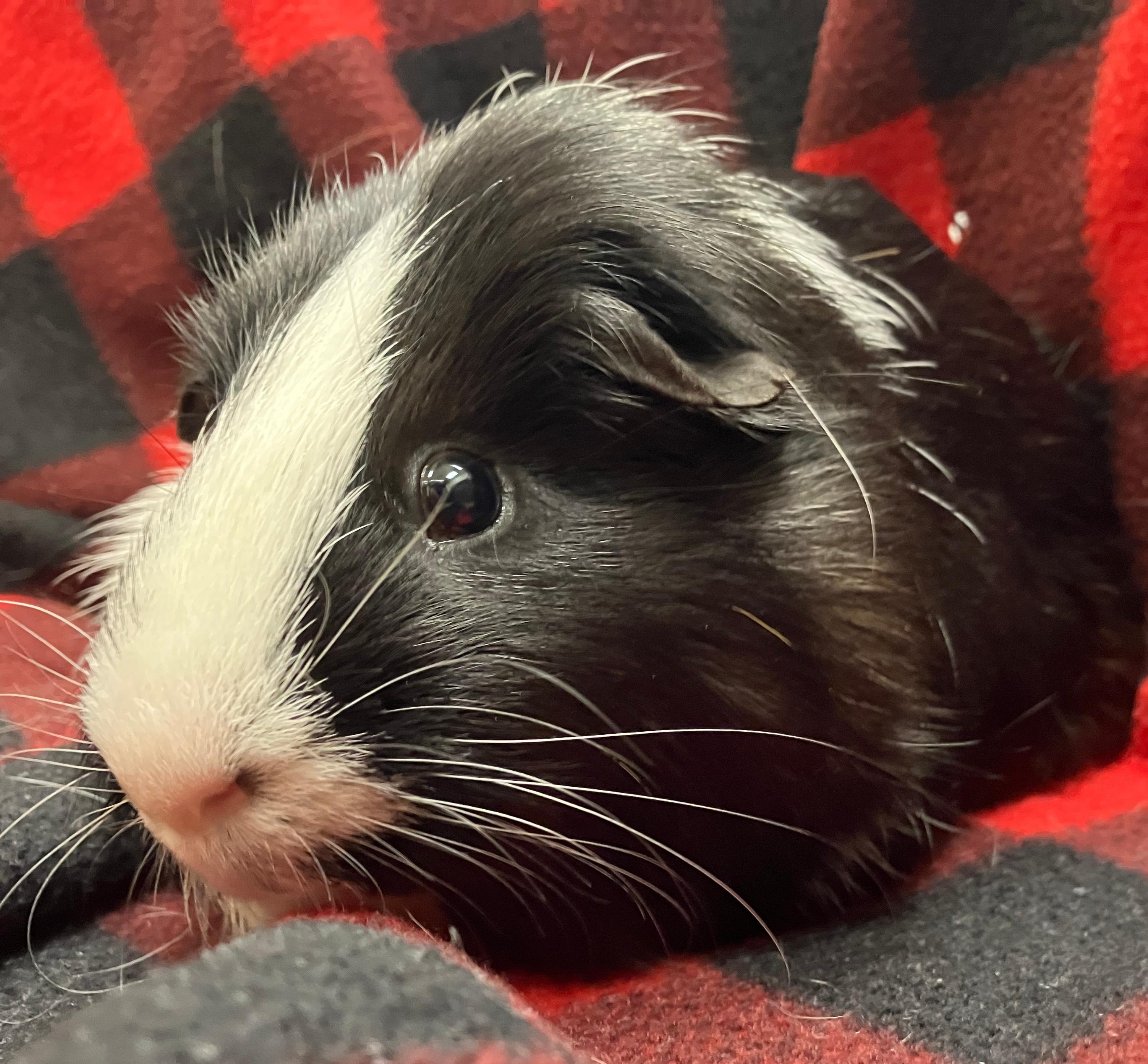 Ernest & Everett, an adopted Guinea Pig in Oshkosh, WI image 4/6