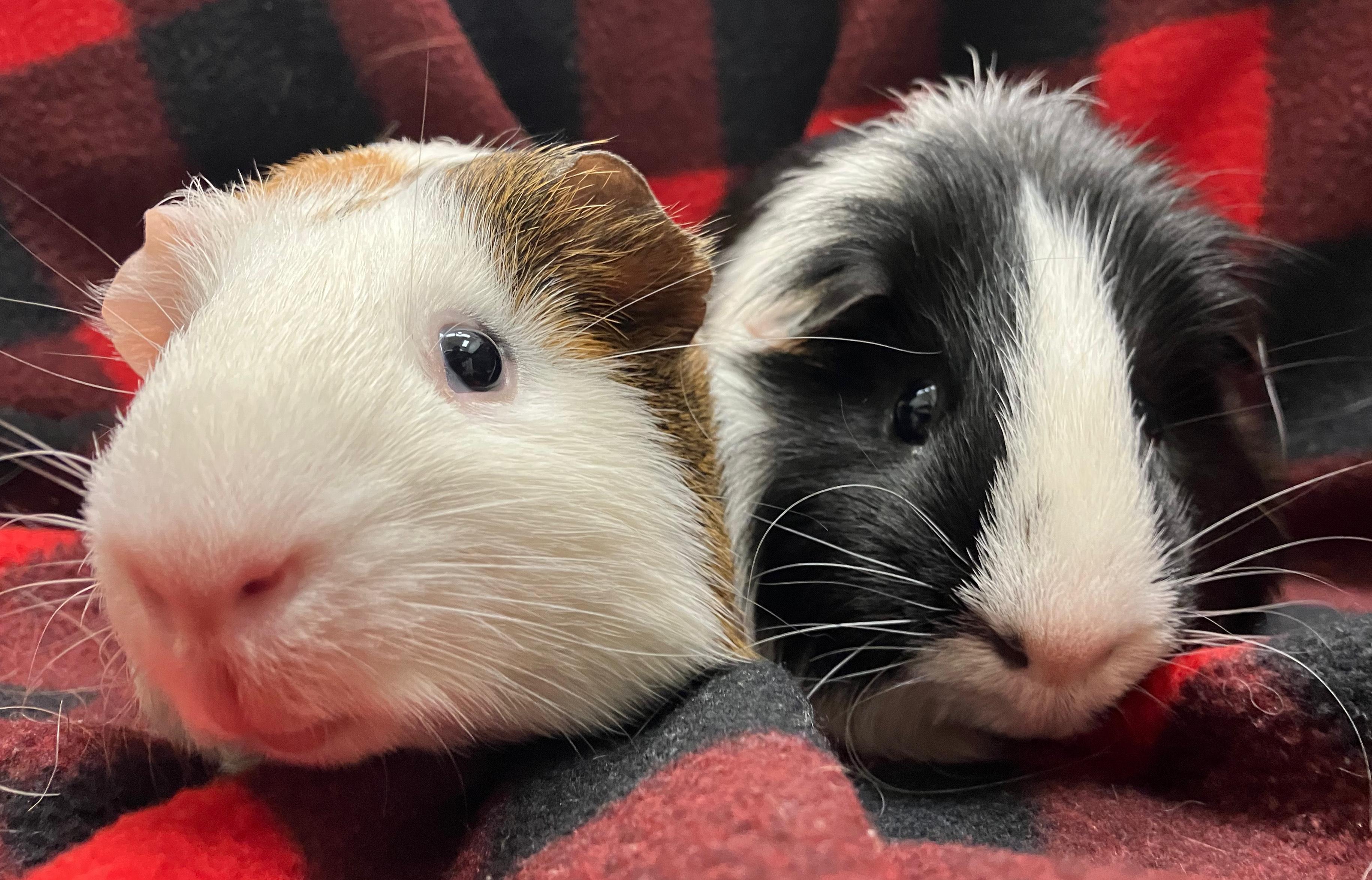 Ernest & Everett, an adopted Guinea Pig in Oshkosh, WI image 1/6