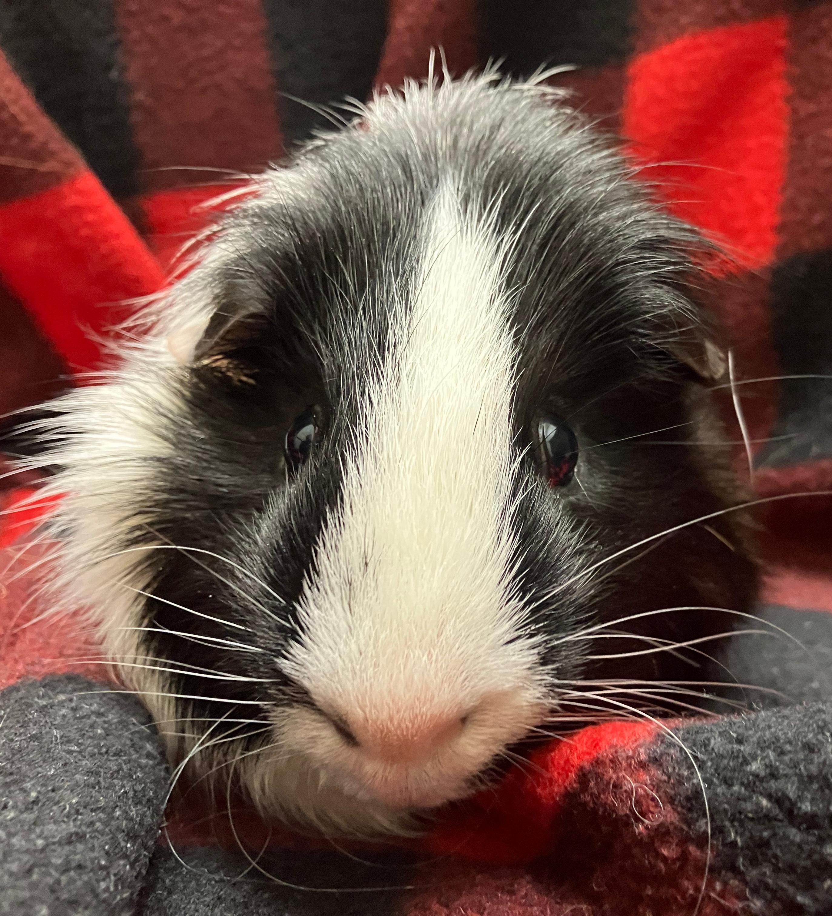 Ernest & Everett, an adopted Guinea Pig in Oshkosh, WI image 2/6