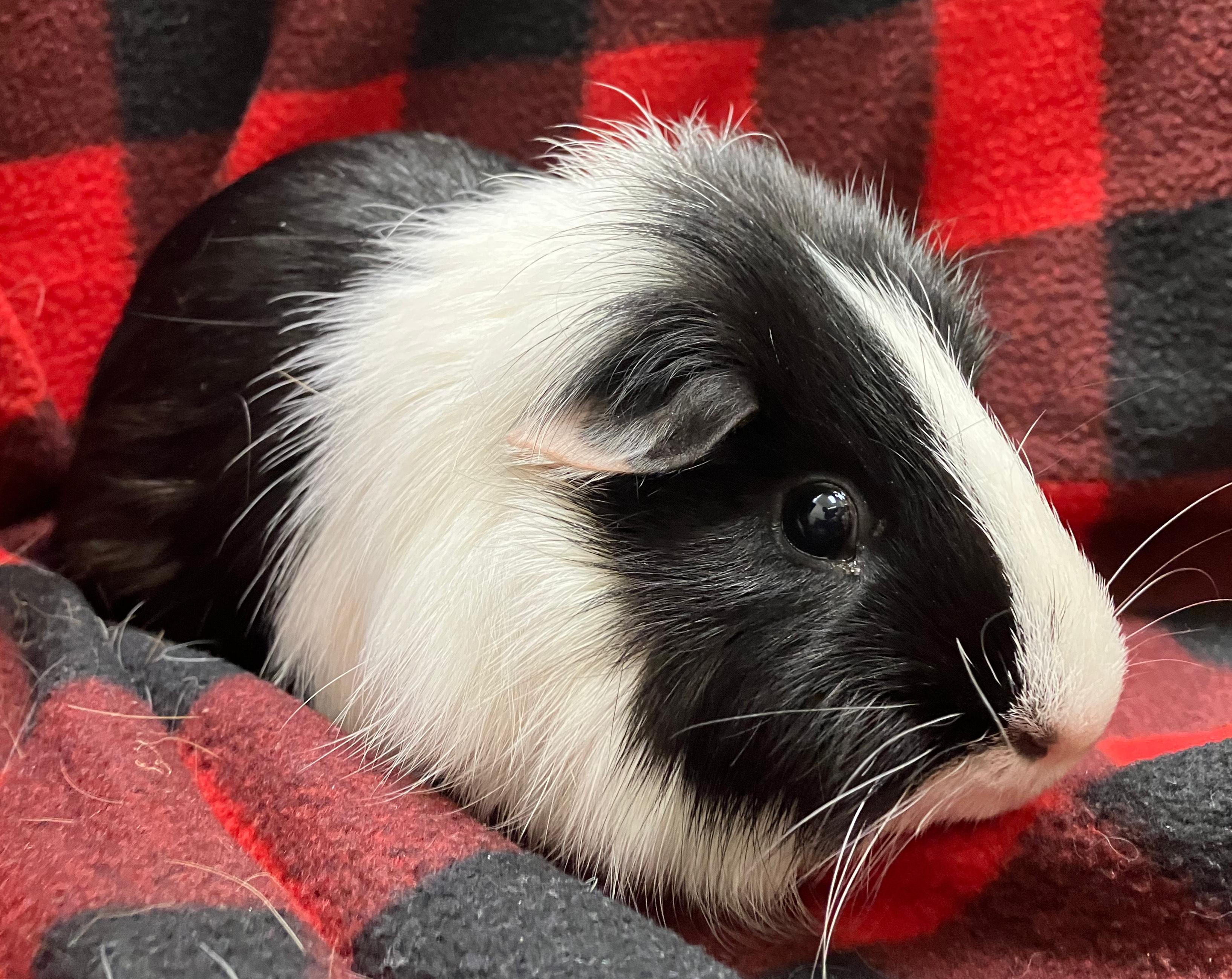 Ernest & Everett, an adopted Guinea Pig in Oshkosh, WI image 3/6