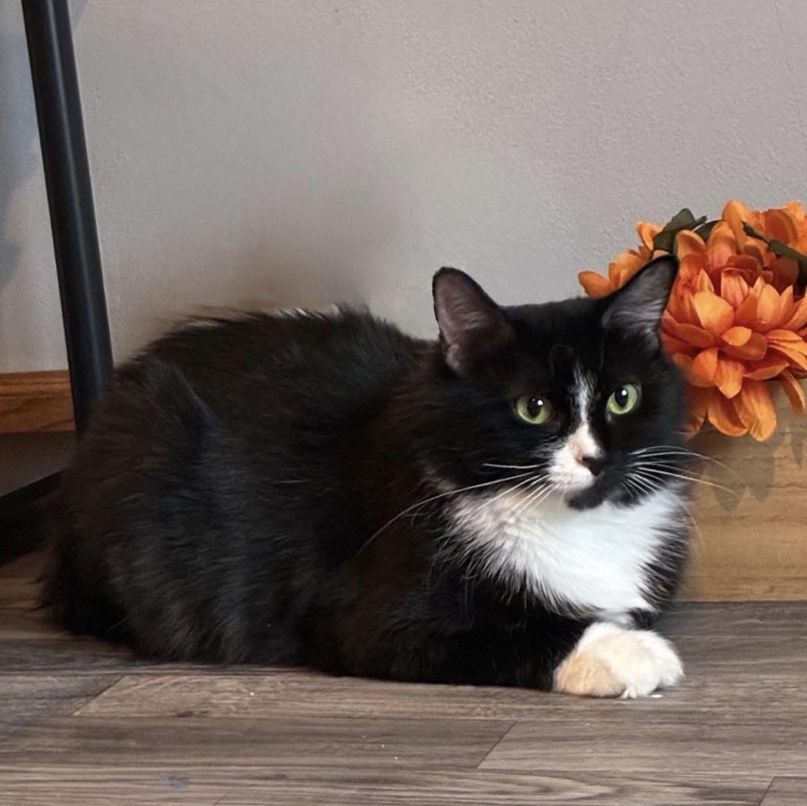 Mama Sylvester , ADOPTABLE, Adult Female Domestic Long Hair.