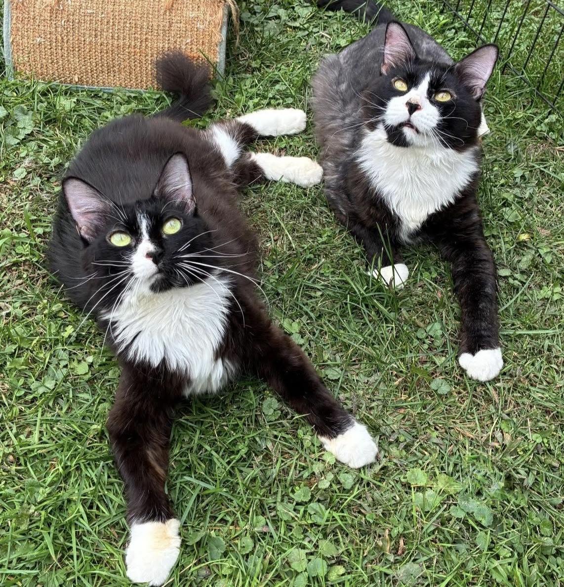 Enlarge Mama Sylvester , a ADOPTABLE Domestic Long Hair in Hatley, WI image 3/3