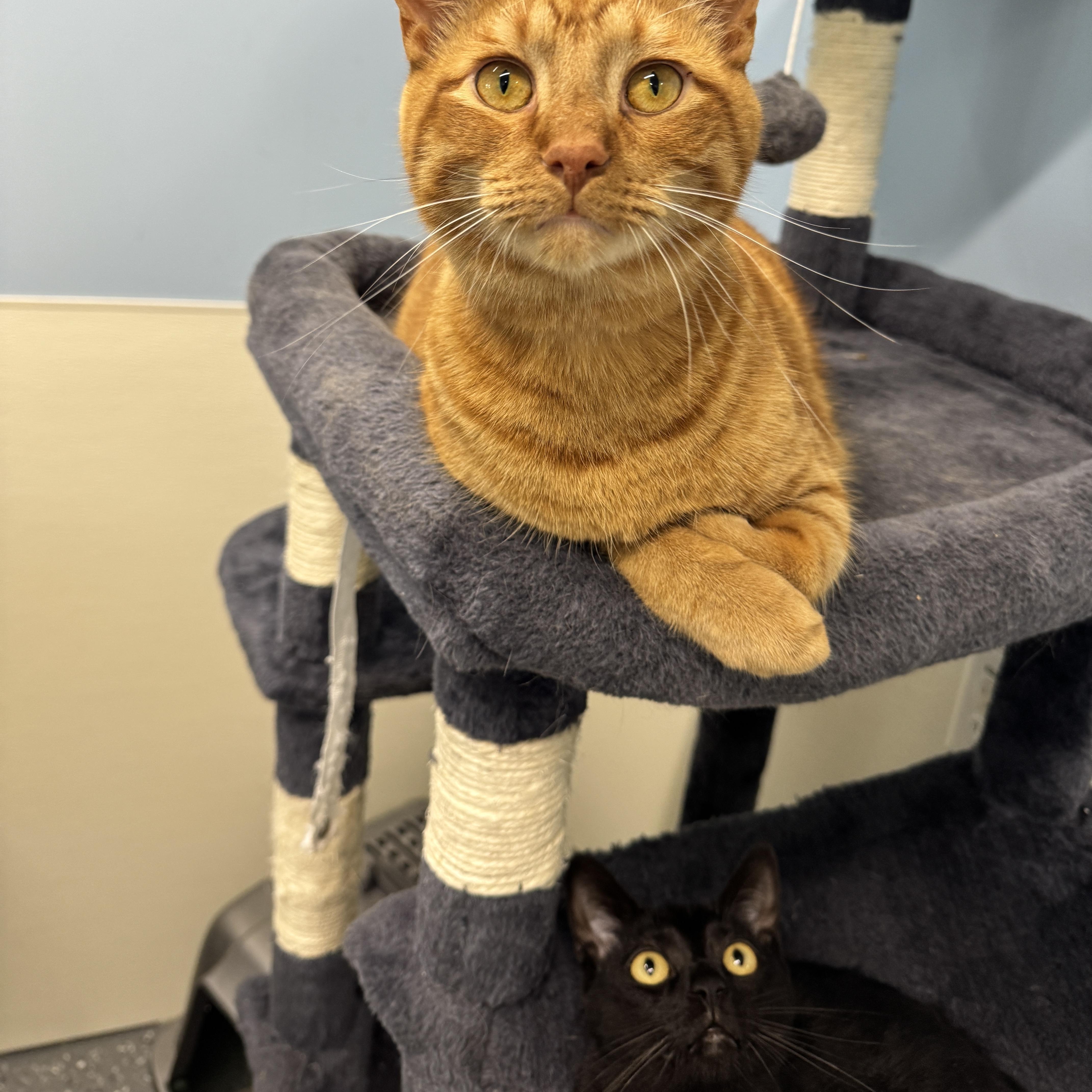 Enlarge Colby, a Adoptable Domestic Short Hair in Wayland, MI image 1/1