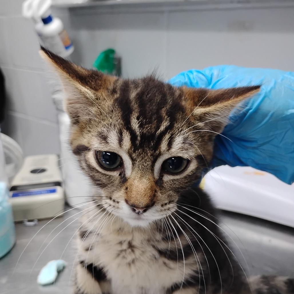 Hayward, Adoptable, Kitten Male Domestic Short Hair.