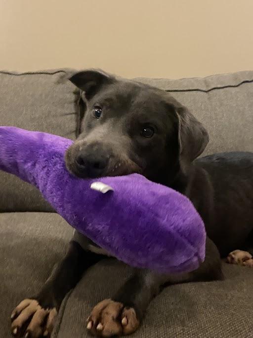 Mulligan, Adoptable, Adult Male Terrier.