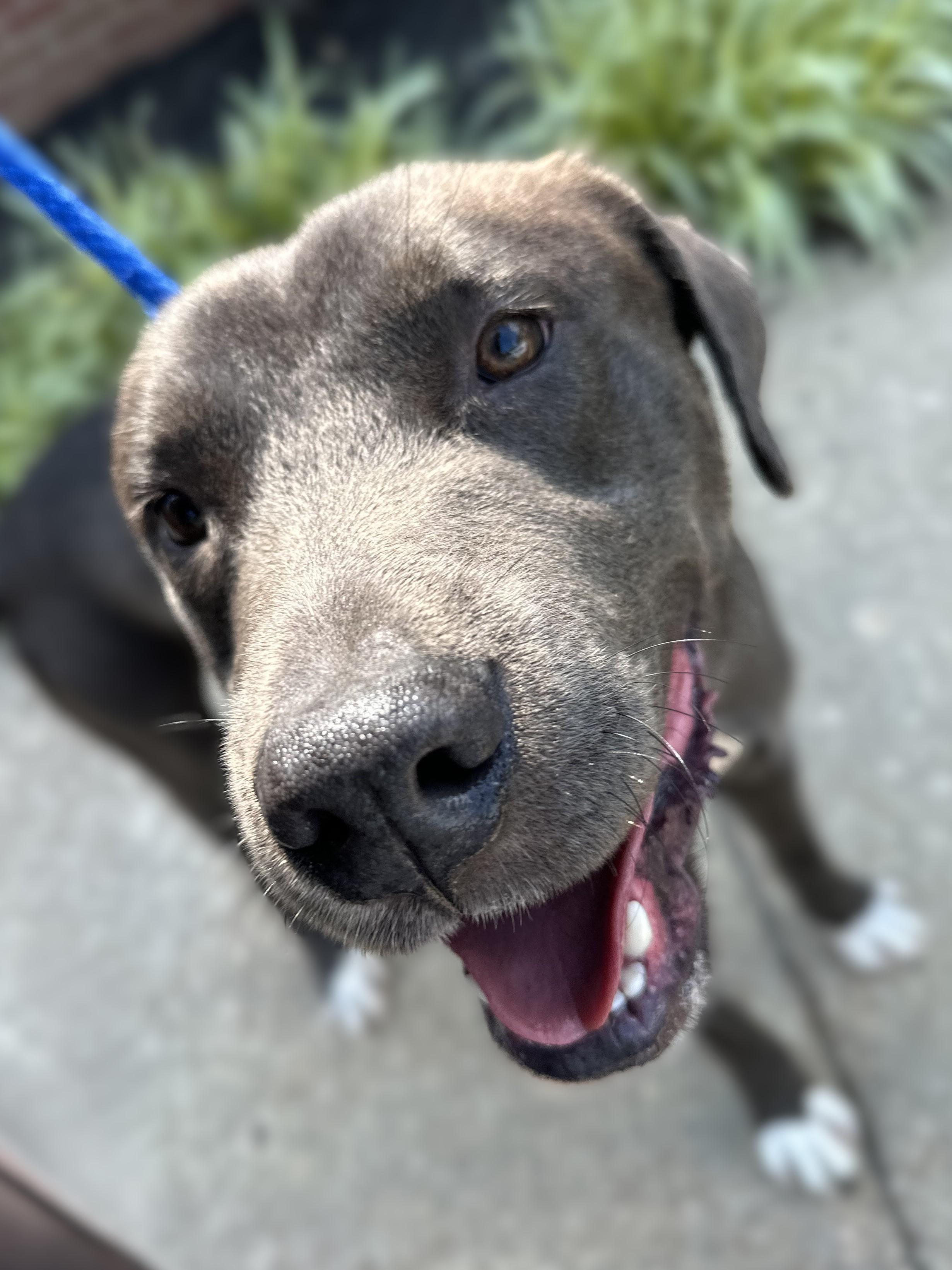 Mulligan, Adoptable, Adult Male Terrier.