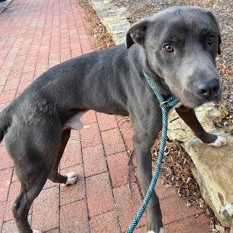 Enlarge Mulligan, a Adoptable mixed breed in Germantown, TN image 3/3
