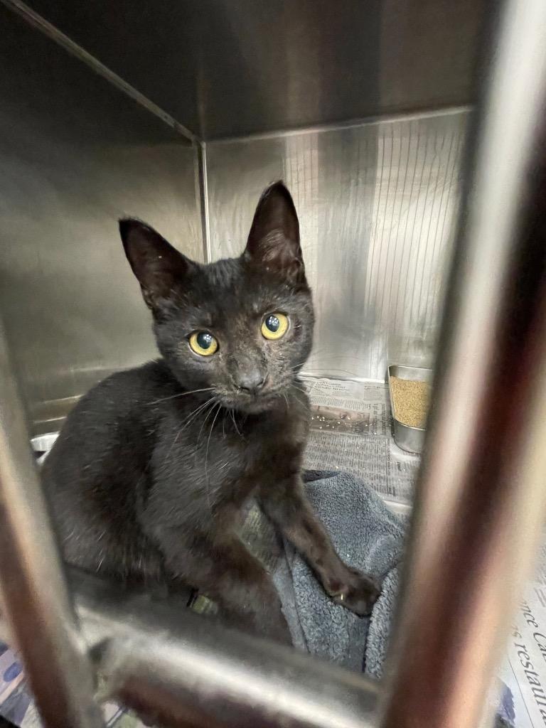 Church, Adoptable, Young Male Domestic Short Hair.