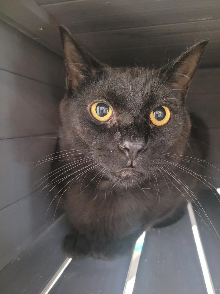 Enlarge Church, a Adoptable mixed breed in Angola, IN image 2/2